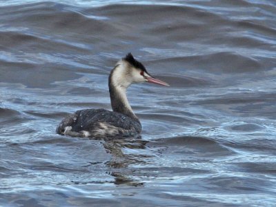 Great Crested Grebe