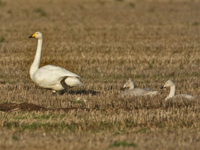 Whooper Swan with cygnets