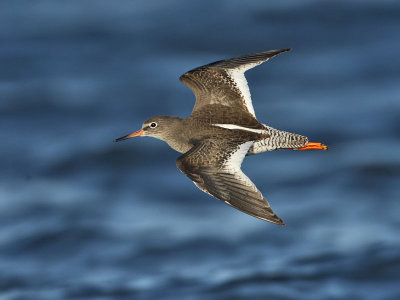 Redshank