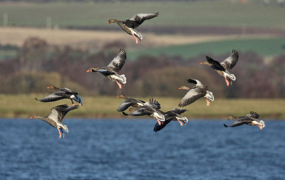 Greylag Geese