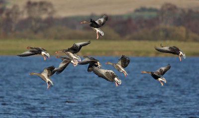 Greylag Geese