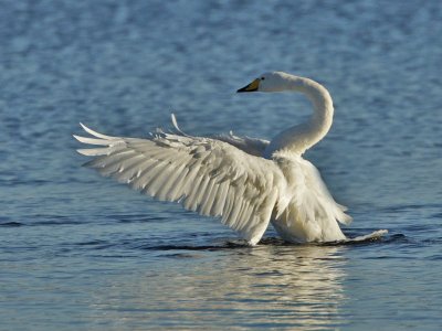 Whooper Swan