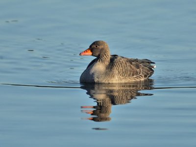 Greylag (1st w)