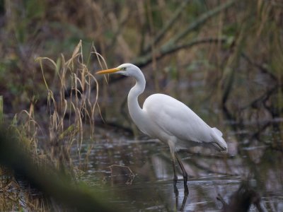 Great White Egret