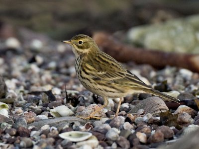 Meadow Pipit