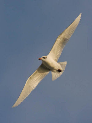Mediterranean Gull (adult winter)
