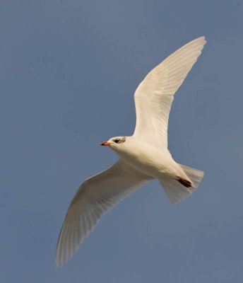 Mediterranean Gull (adult winter)