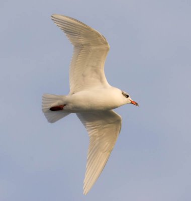 Mediterranean Gull (adult winter)