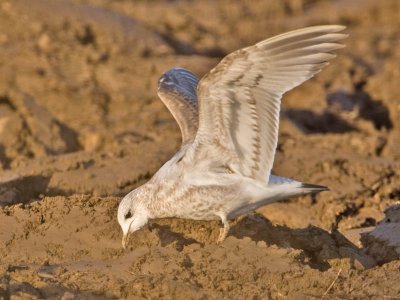 Common Gull (1st w)
