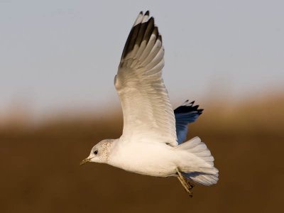 Common Gull (adult winter)