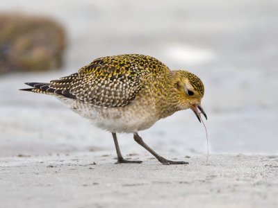 Golden Plover