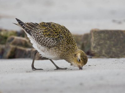 Golden Plover