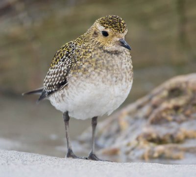 Golden Plover