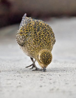 Golden Plover