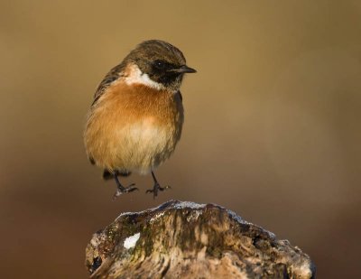 Stonechat (male)