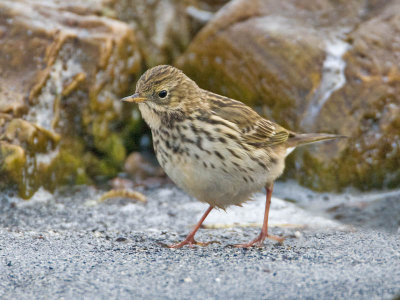Meadow Pipit