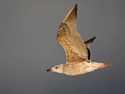 Great Black-backed Gull (1st w)