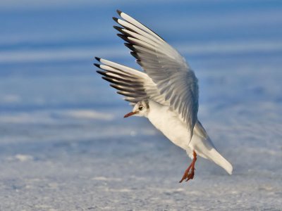 Black-headed Gull