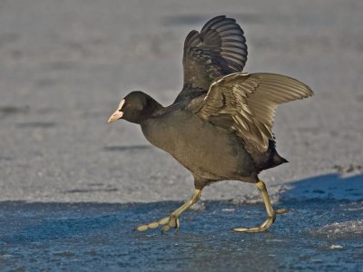 Coot