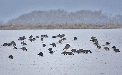 Pink-footed Geese in the snow