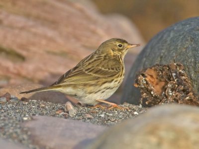 Meadow Pipit
