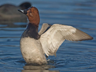 Pochard (drake)