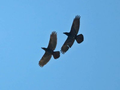 Ravens