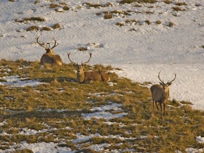 Red Deer stag party