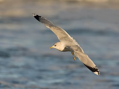 Common Gull (adult winter)