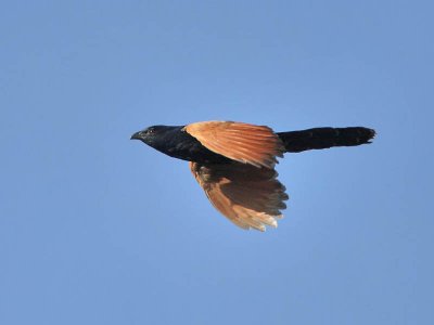 Lesser Coucal