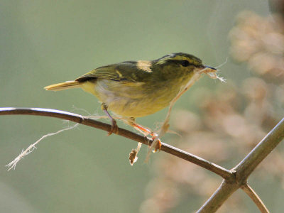 White-tailed Leaf Warbler