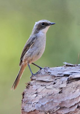 Grey Bushchat (female)