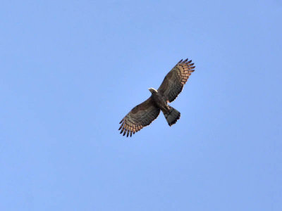 Oriental Honey Buzzard