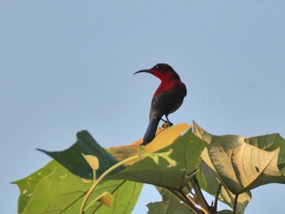 Crimson Sunbird