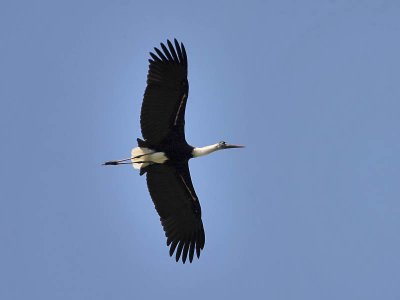 Woolly-necked Stork