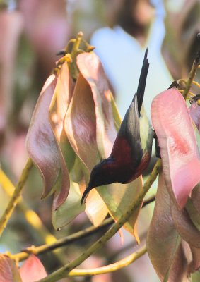 Black-throated Sunbird