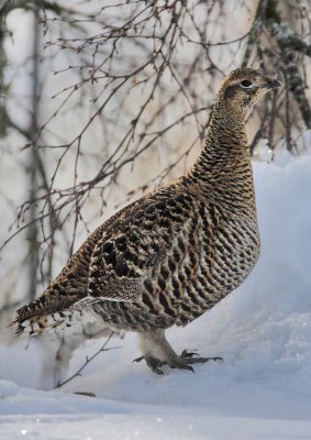 Greyhen