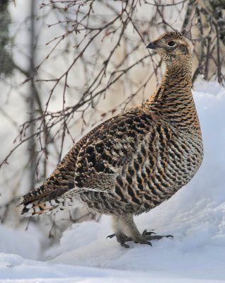 Greyhen