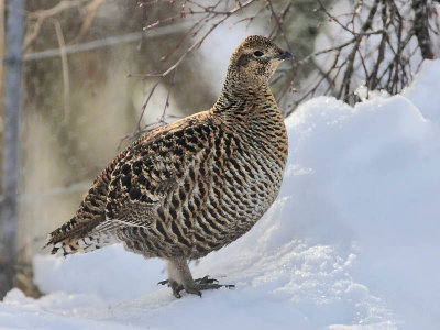Greyhen