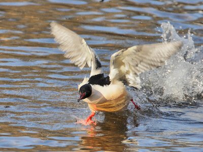 Goosander