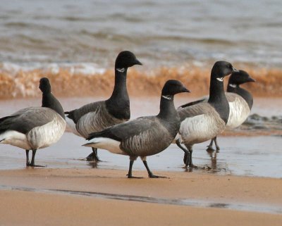Dark-bellied Brent Goose with Pale-bellied Geese