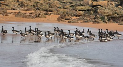 Pale-bellied Brent Geese