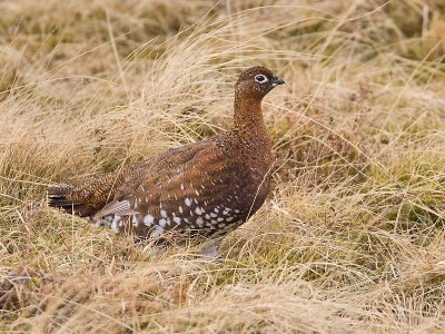 Red Grouse (female)