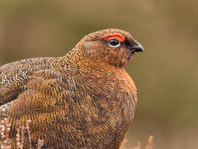 Red Grouse (male)
