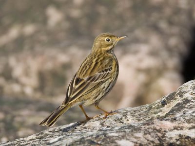 Meadow Pipit