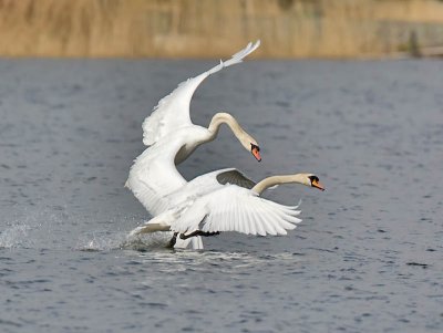 Mute Swans