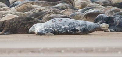 Grey Seal (female) see history.....