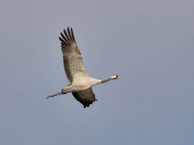 Common Crane