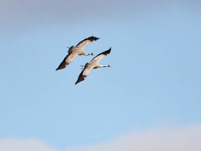 Common Crane