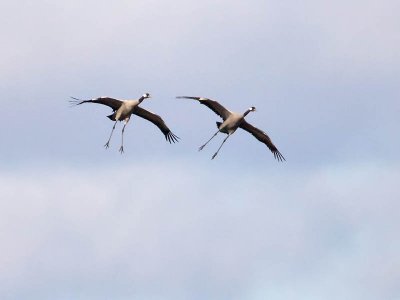 Common Crane